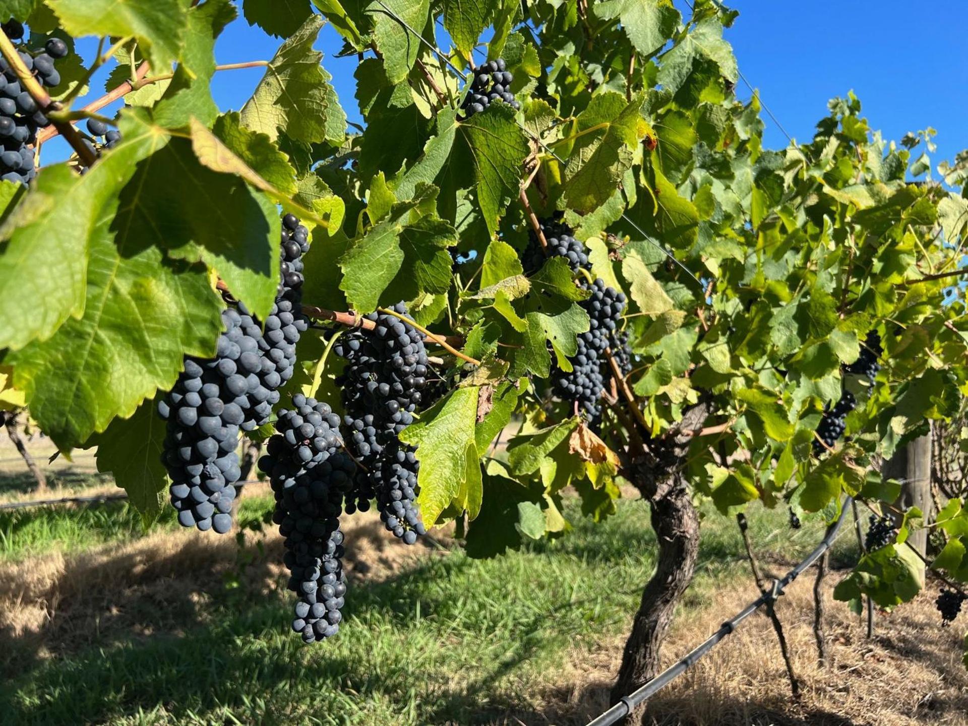 Bracken Ridge Vineyard The Entire Estate روثبري المظهر الخارجي الصورة
