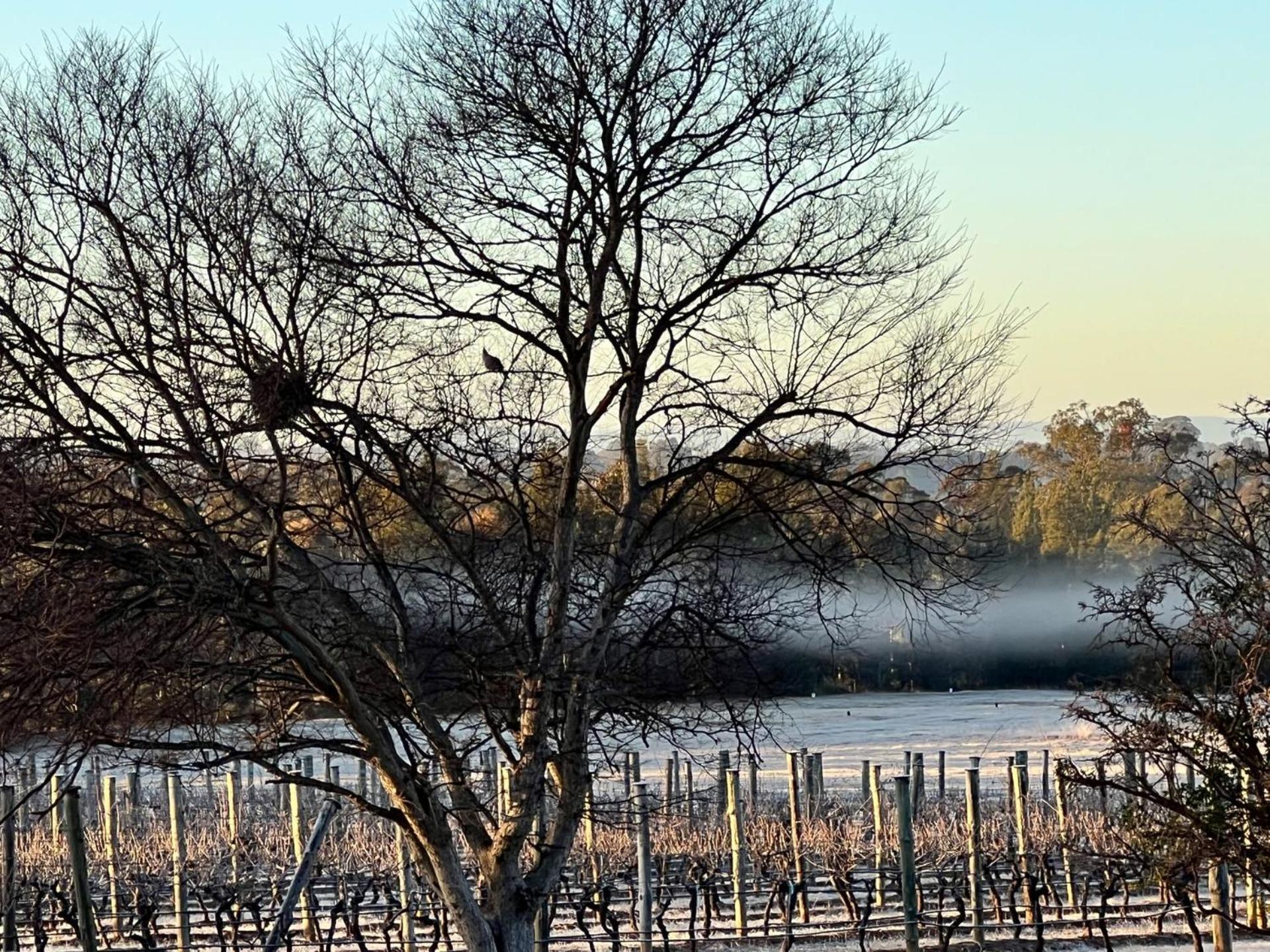 Bracken Ridge Vineyard The Entire Estate روثبري المظهر الخارجي الصورة